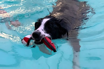 Dog Swimming in Ultimate Dog Pool - Coupon