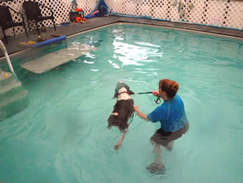 Beth Leads Dog Around the Pool