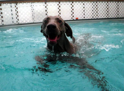 Dog Having Fun Swimming