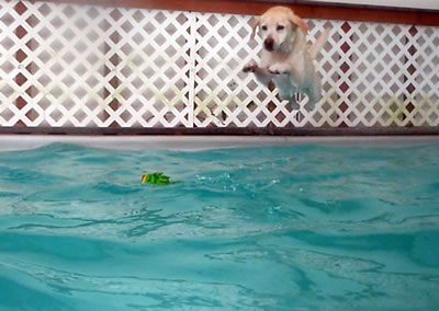 Dog Jumping Into Pool for Green Fish Toy