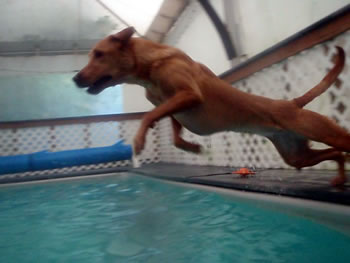 Dog Jumping into Pool