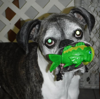 Dog Ready to Swim with Green Fish Toy