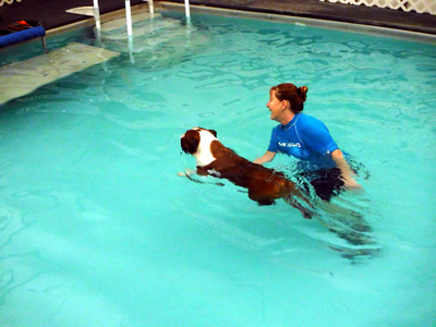 Dog Swimming with Beth