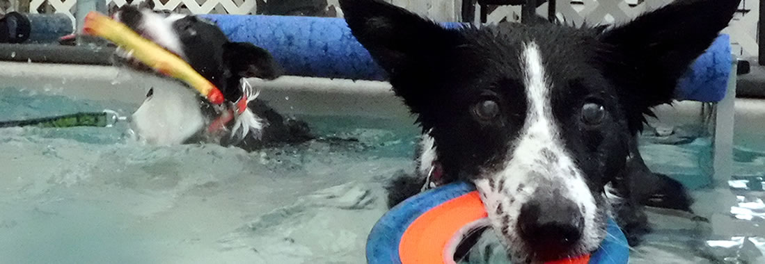 Dogs Ready to Swim with Toys