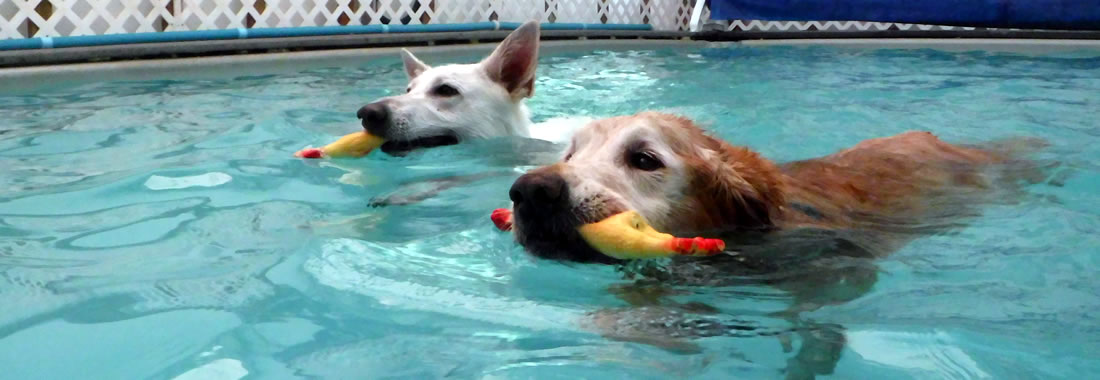Dogs Swimming with Toys
