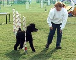 Choosing a Dog Obedience Trainer