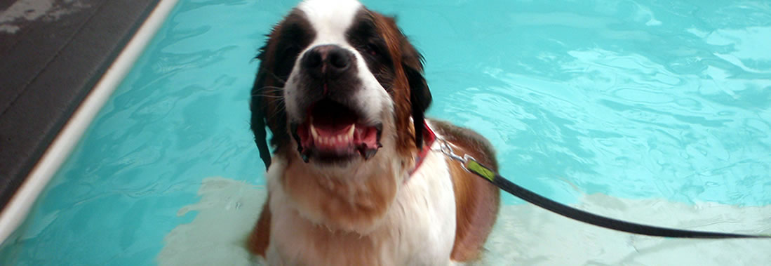 Happy Dog in Pool Resting