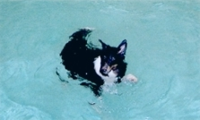 Kali enjoys swimming in the warm water pool.