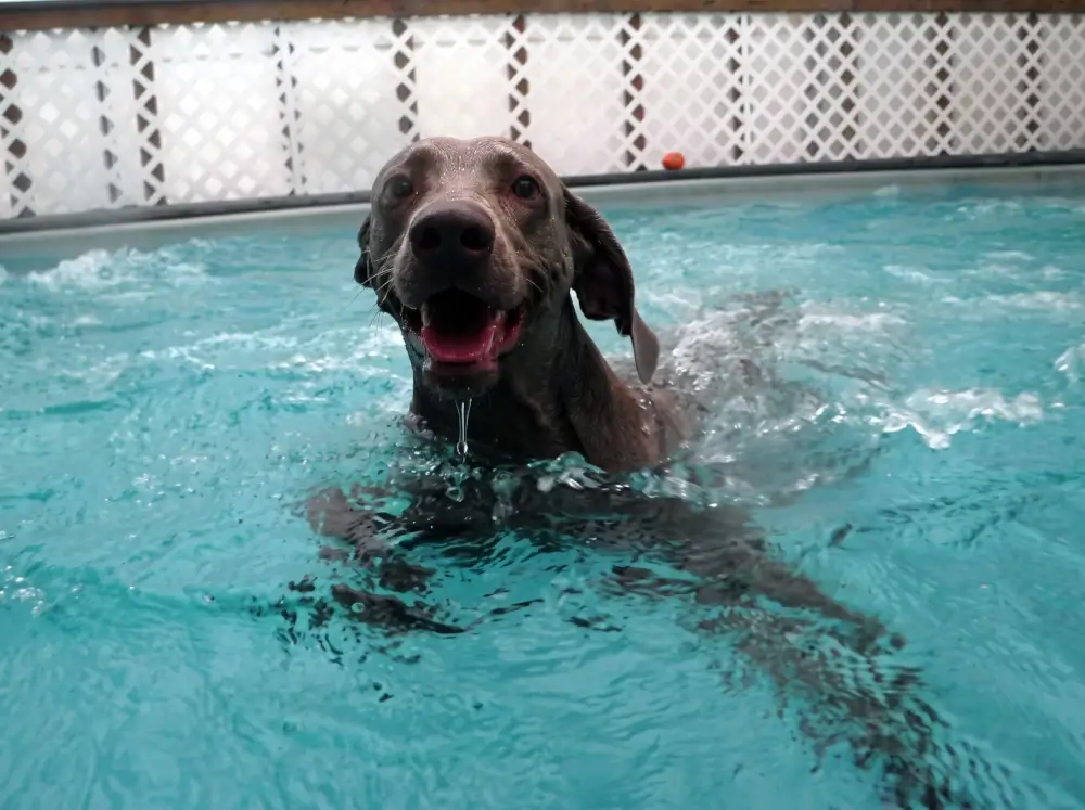 Dog Having Fun Swimming